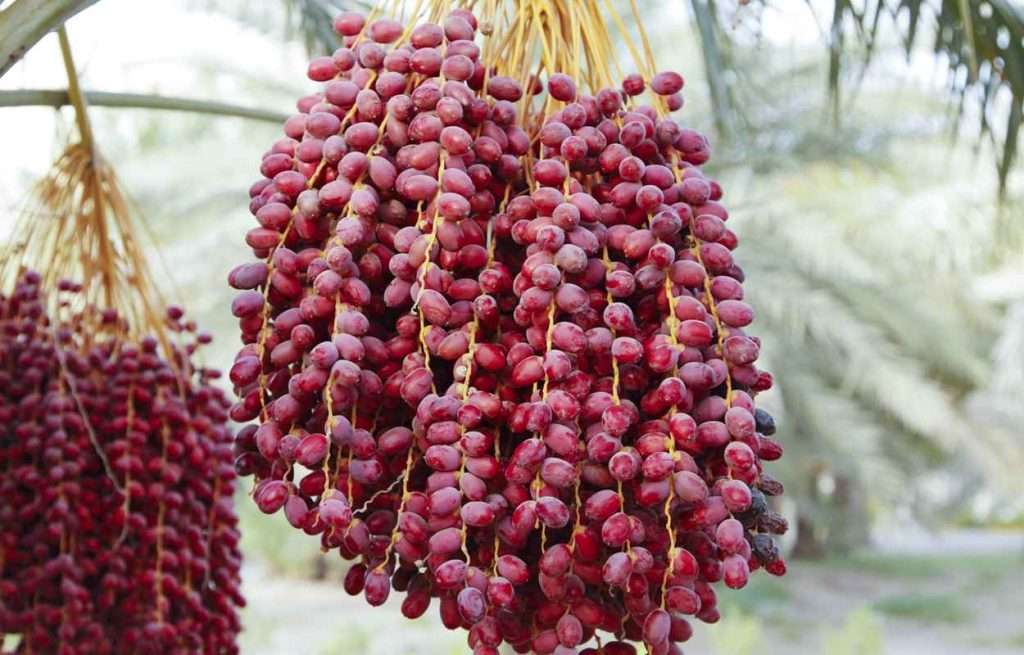 حمل خرما ایرانی به اندونزی
