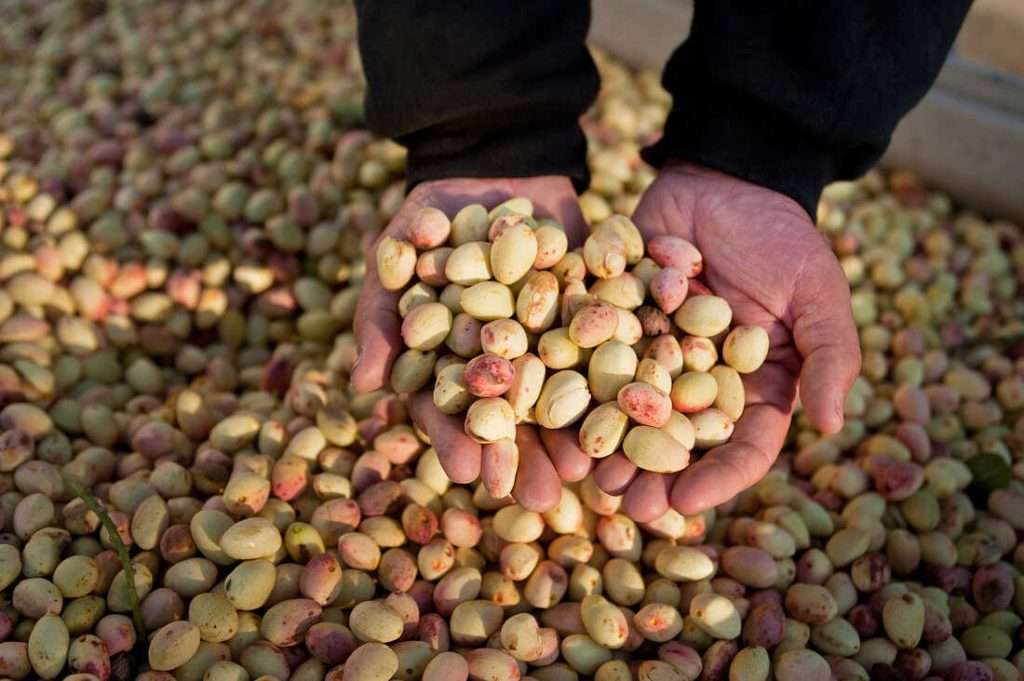 صادرات پسته به کانادا